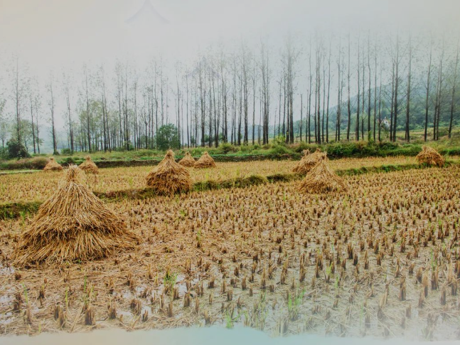 肥土不废，沃土“搬场”
