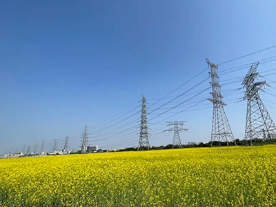 亿万先生MR规划丨央视点赞东莞厚街复耕良田盛开迎春花！