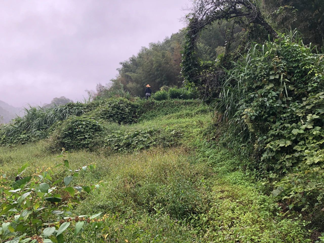 亿万先生MR规划 | 我司地皮整治项目二次荣登央视，荒地变良田，智绘好丰景